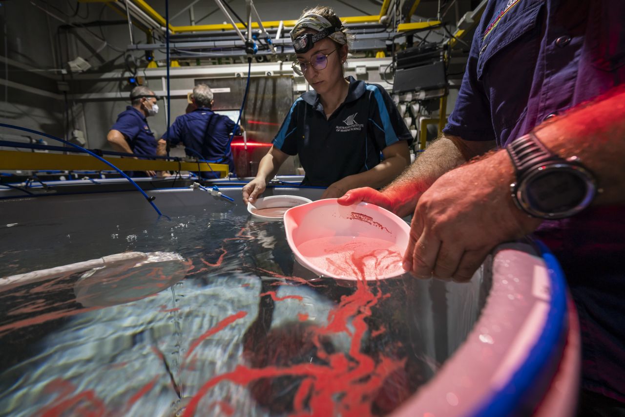 Researchers collecting coral spawn in aquaculture, at the National Sea Simulator, an important facility for heat tolerance research. Credit: SkyReef Photo
